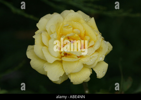 Gelbe Rose im Regen. Stockfoto