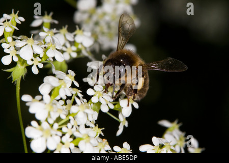 Europäische Honigbiene (Apis Mellifera) Fütterung auf Umbellifera Blume Stockfoto