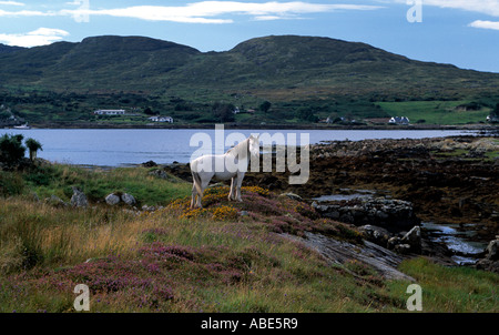 weißes Pferd stehend in der Mitte der Landschaft von connemara Stockfoto