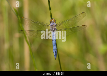 Südlichen Abstreicheisen Libelle thront auf Grass Stamm Stockfoto