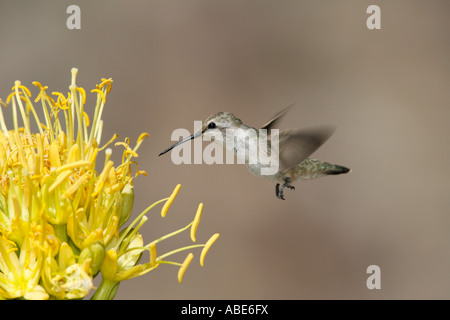 Costas Kolibri Suche nach Nektar aus Jahrhundertpflanze Stockfoto