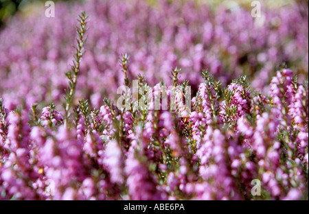 Nahaufnahme von rosa Heidekraut Erica Stockfoto