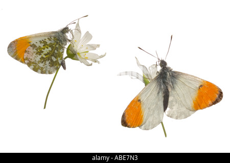 Männliche Orange Tipp Schmetterling auf größere Stitchwort zeigen Hauptgeschütz Zunge Surrey England Mai Stockfoto