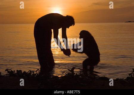 Debbie Cox von Jane Goodall Institute mit geschützten Schimpansen auf Ngamba Island im Lake Victoria Uganda Stockfoto