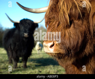 Schwarze und rote Highland Kühe Stockfoto