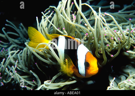 Clarks Anemonenfische, Amphiprion Clarkii schwimmen seinen Wirt Anemone Stockfoto