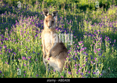 Östlichen Grey Kangaroo, Macropus Giganteus, stehend in einem Feld von lila Blüten. Licht des frühen Morgens. Outback NSW, Australien Stockfoto