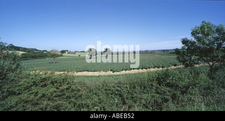 Panorama der Kartoffelernte in der Blume in der Nähe von Ilminster Somerset UK an einem feinen Sommertag Stockfoto