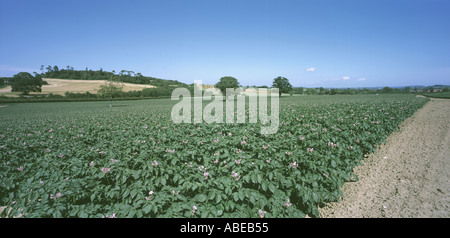 Panorama der Kartoffelernte in der Blume in der Nähe von Ilminster Somerset UK an einem feinen Sommertag Stockfoto