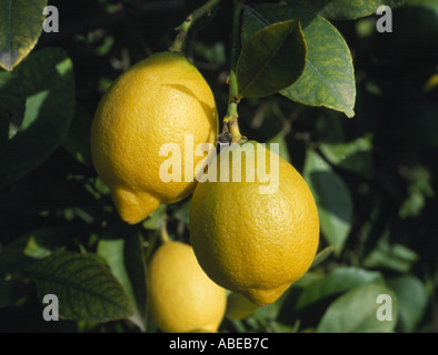 Zitronen Citrus Limon Reife Früchte auf dem Baum Stockfoto