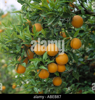 Reifer Orangen Citrus Spp auf dem Baum in der Nähe von Valencia, Spanien Stockfoto