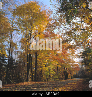 Bäume mit lebendigen Herbstfarben in, State New York in den Herbst-USA Stockfoto