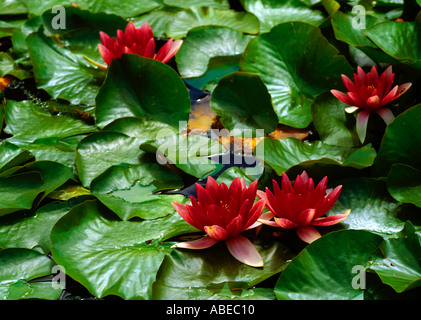 Roten Seerosen Stockfoto