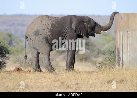 Elefant aus Betondamm trinken Stockfoto