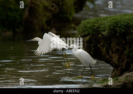 Paar von Snowy Reiher Egretta unaufger Monterey USA Stockfoto