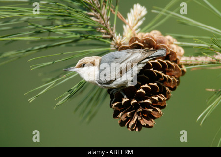 Braune Leitung Kleiber hocken auf Tannenzapfen Stockfoto