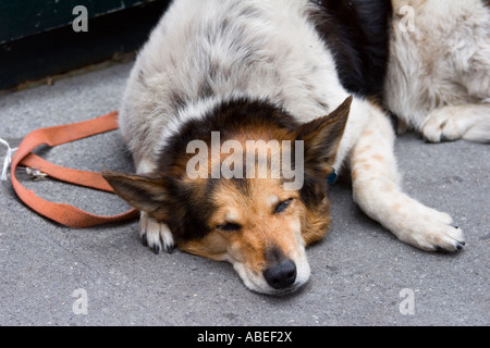 Ein Hund schläft auf dem Bürgersteig in New York City. Stockfoto