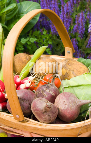 Land-Weidenkorb von Gemüse wie rote Beete, Kartoffeln, Kohl, Rettich, Tomaten und Bohnen Stockfoto