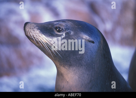 Nahaufnahme der kalifornische Seelöwe (Zalophus Californianus) Stockfoto