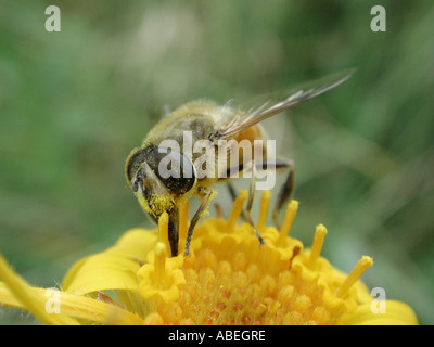 Biene sammelt Blütenstaub Stockfoto