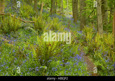 Weg durch alte Eichenwälder mit König Farn Aughton Holz Fluß Lune Lancashire mit Glockenblumen Stockfoto