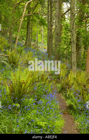 Weg durch alte Eichenwälder mit König Farn Aughton Holz Fluß Lune Lancashire mit Glockenblumen Stockfoto