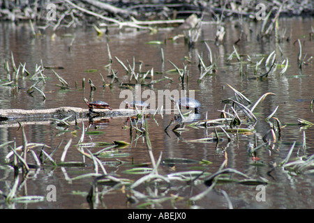 Schildkröten zu Fuß auf einem Baumstamm Stockfoto