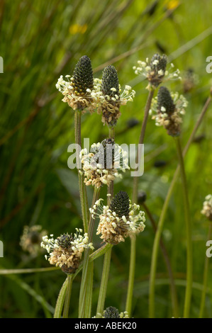 Spitzwegerich Spitzwegerich wächst auf einer Wiese Lancashire Sommer Stockfoto