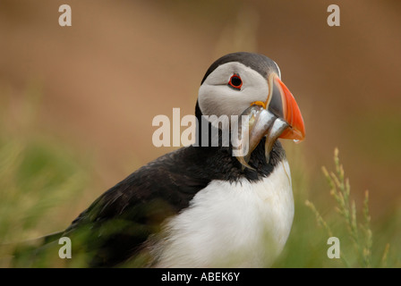 Papageitaucher Fratercula Arctica mit Fisch, Farne Islands Northumberland UK Stockfoto