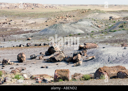 Pertified Holzstücke auf dem Display im Petrified Forest National Park in Arizona Stockfoto