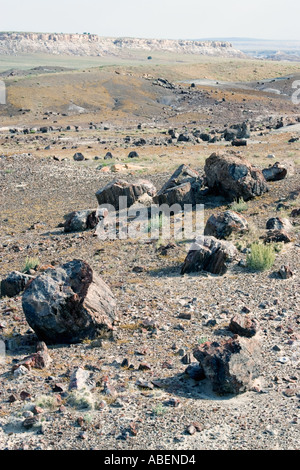 Pertified Holzstücke auf dem Display im Petrified Forest National Park in Arizona Stockfoto