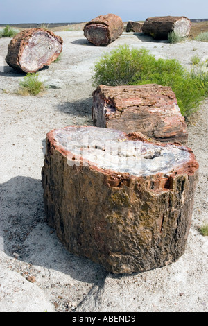 Stücke von pertified Holz auf dem Display im Petrified Forest National Park in Arizona Stockfoto