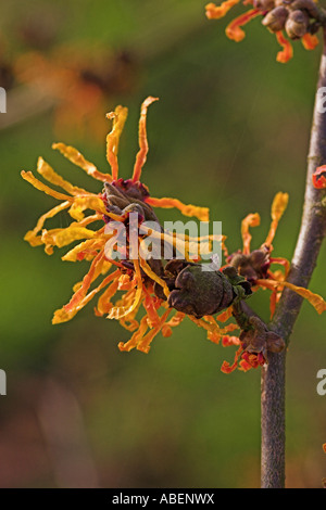 Hamamelis X intermedia Aphrodite Stockfoto