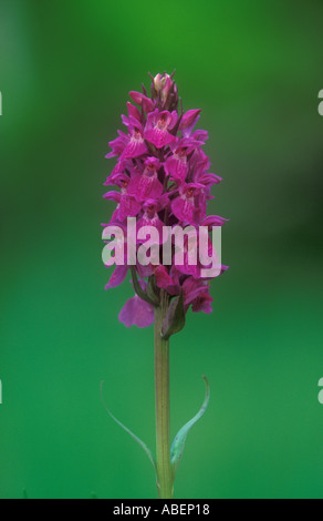Südlichen Marsh Orchidee Dactylorhiza Praeternissa Lincolnshire Juni Stockfoto