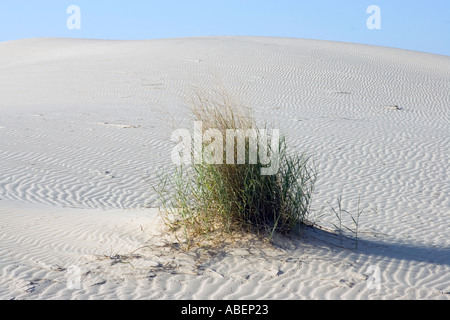 Monahans Sandhills State Park in West-Texas Stockfoto