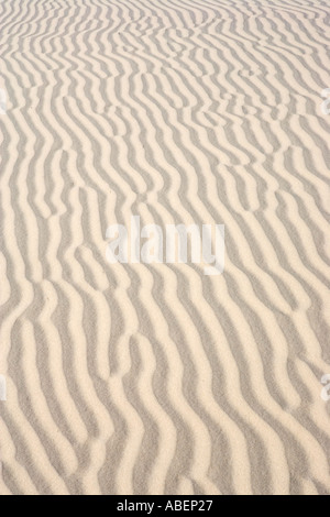 Monahans Sandhills State Park in West-Texas Stockfoto