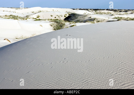 Monahans Sandhills State Park in West-Texas Stockfoto