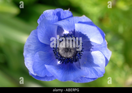 Anemone Blumen Stockfoto