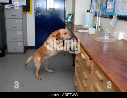 Polizei-Spürhund bei der Arbeit Stockfoto