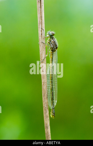 Neu entstanden Libelle Stroh Stamm Stockfoto