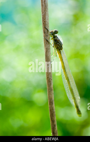 Neu entstanden Libelle auf Stroh Stamm Stockfoto
