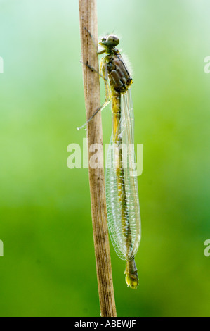 Neu entstanden Libelle auf Stroh Stamm Stockfoto