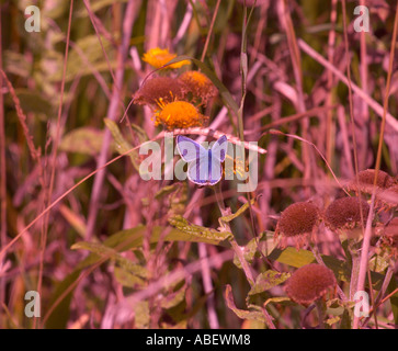 Adonis Blau (Lysandra bellargus) Schmetterling auf gewöhnlicher Fleabane (Pulicaria dysenterica) Stockfoto