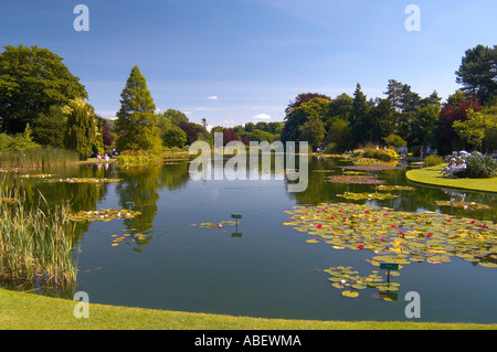 Nationale Sammlung von Seerosen in Burnby Hall Gardens Pocklington East Yorkshire England Stockfoto