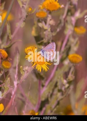 Gemeinsamen blau (Polymmatus Icarus) Schmetterling Fütterung auf gemeinsame Berufkraut (Pulicaria Dysenterica) Stockfoto