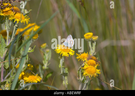 Gemeinsamen blau (Polymmatus Icarus) Schmetterling Fütterung auf gemeinsame Berufkraut (Pulicaria Dysenterica) Stockfoto