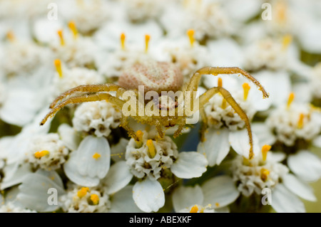 Spinne und Pollen Nahaufnahme, hohe Vergrößerung Bild, Patagonien, Argentinien Stockfoto