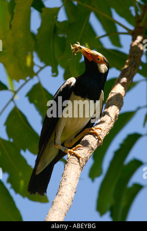 Asiatische Pied Starling Sturnus Contra Zubereitung Essen einen Frosch der Vogel ist beringt als Bestandteil einer Tracking-Programm Stockfoto