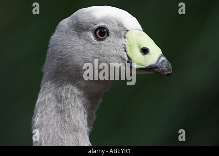 Kap kargen Gans Cereopsis novaehollandiae Stockfoto