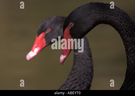 schwarze Schwäne Cygnus olor Stockfoto